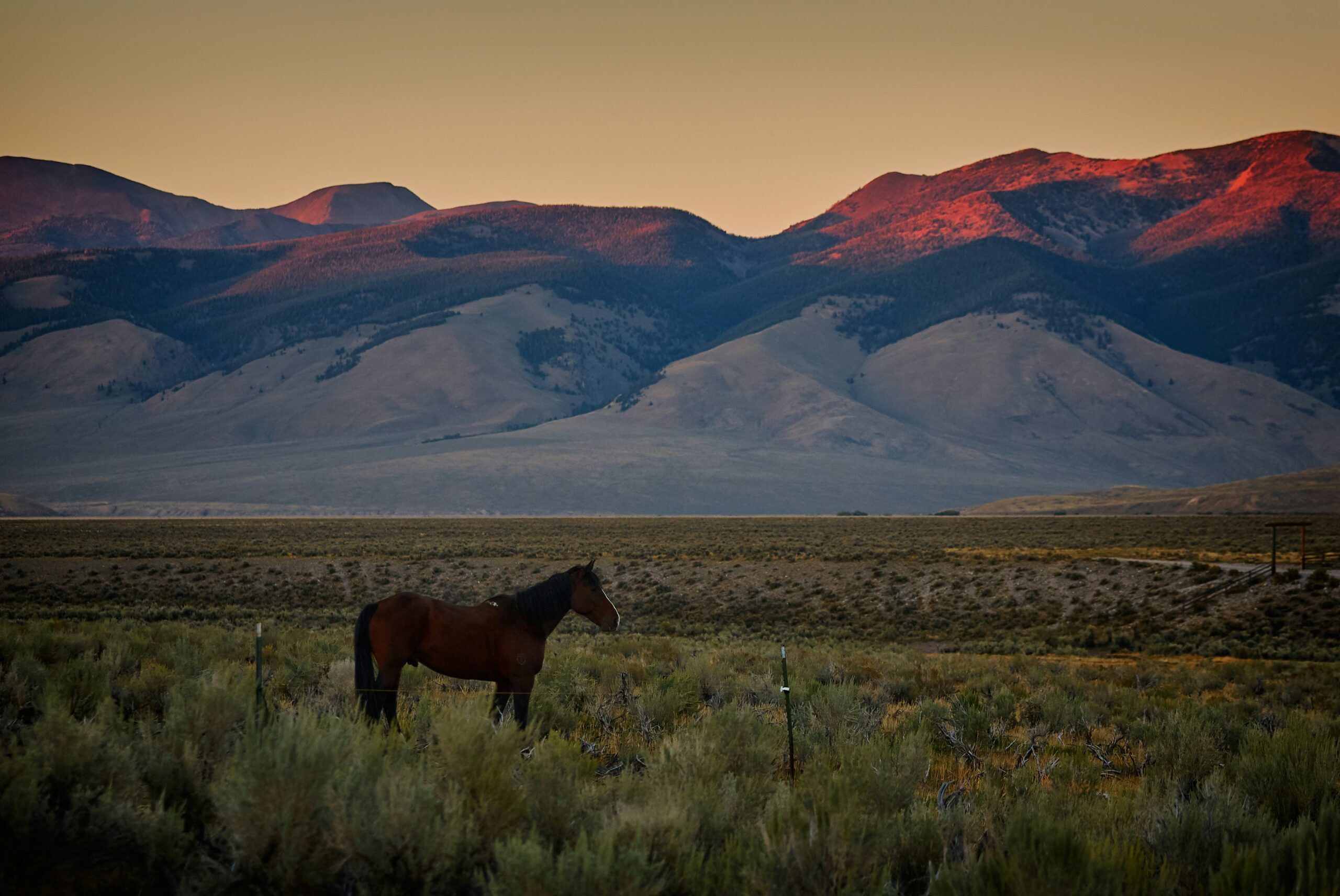 Horse